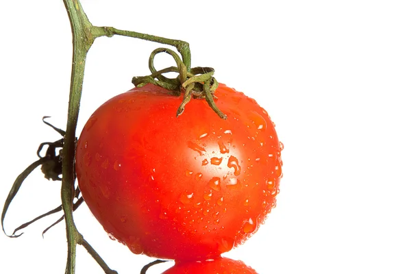 Zralé rajče na zelenou větev — Stock fotografie