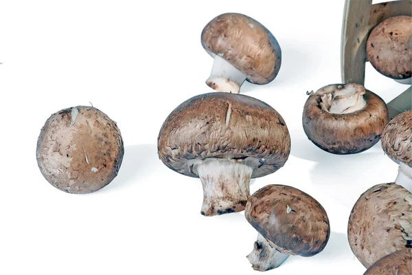 群的蘑菇 — 图库照片