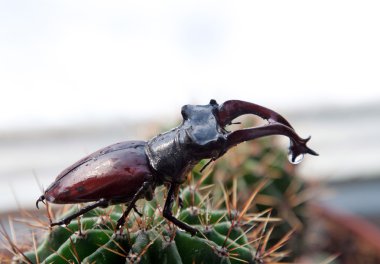 Stag beetle kaktüsün üstüne