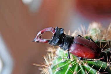 Stag beetle on cactus clipart