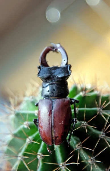 stock image Stag beetle on cactus