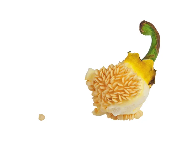 Семена желтого перца — стоковое фото