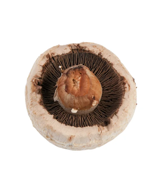 Mushroom spores — Stock Photo, Image