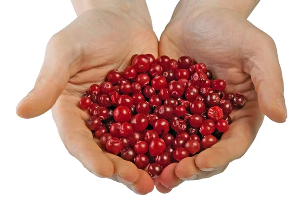 Cranberries in male hands — Stock Photo, Image