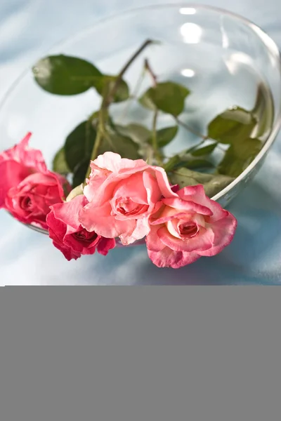 Rosas de fragilidad — Foto de Stock