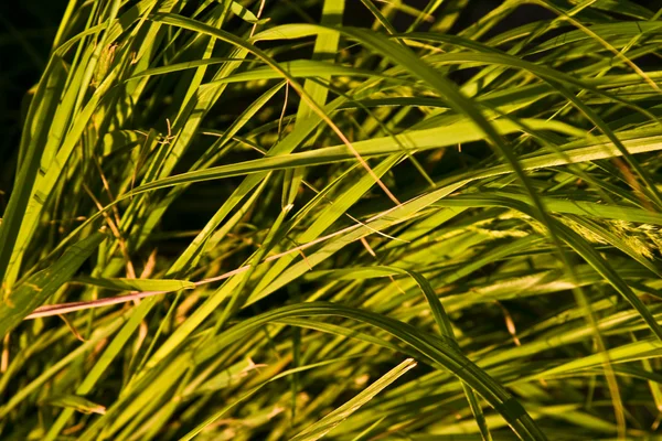 Native-grasses — Stock fotografie