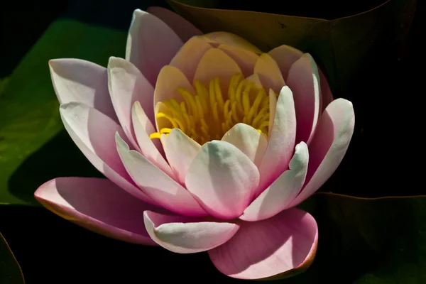 stock image Water-lily