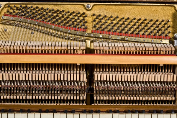 Klaver – stockfoto