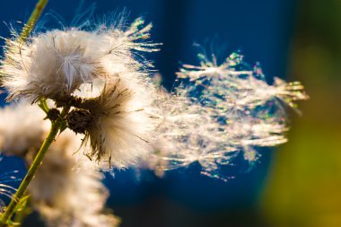 Dandelion on the sun clipart