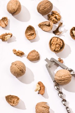 Walnut clipart