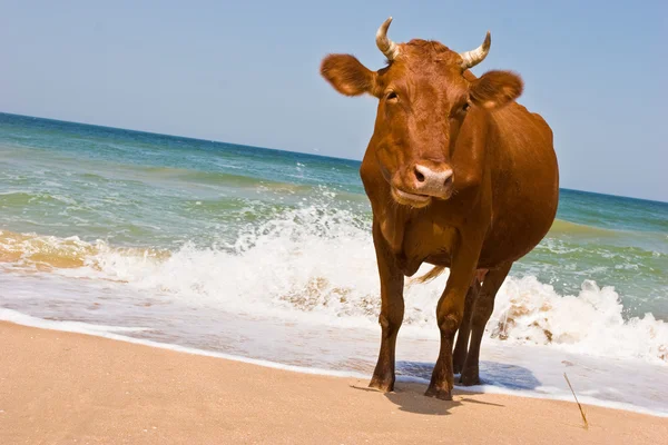 Füves tehén — Stock Fotó