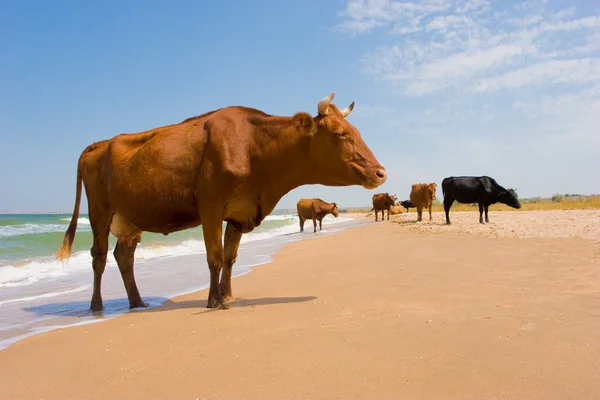 Om te zonnebaden koe — Stockfoto