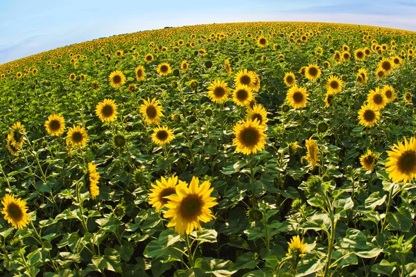 Weide van gele zonnebloem — Stockfoto