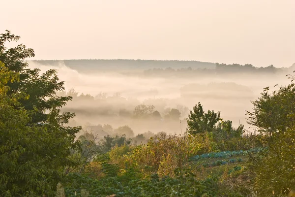 Foggy morning — Stock Photo, Image