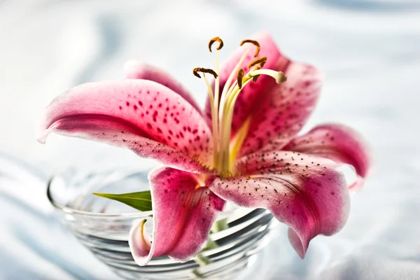Lily, romantic mood — Stock Photo, Image
