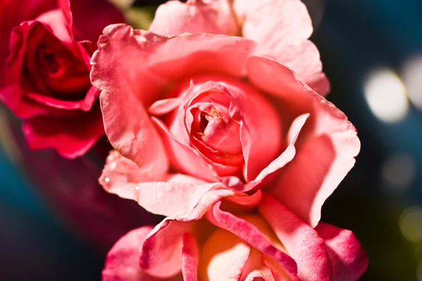 Rosas de amor —  Fotos de Stock