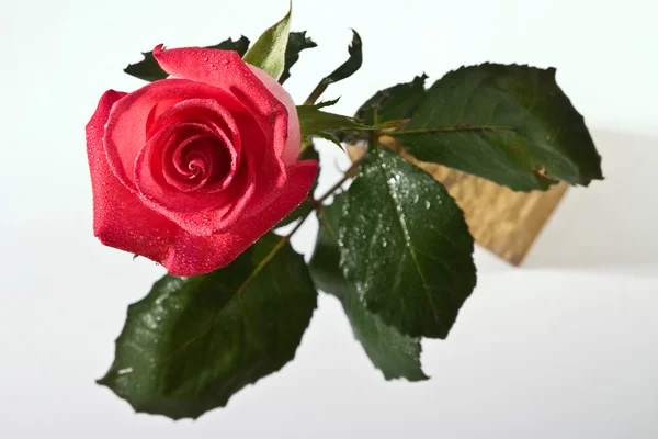 Rosas por amor — Foto de Stock