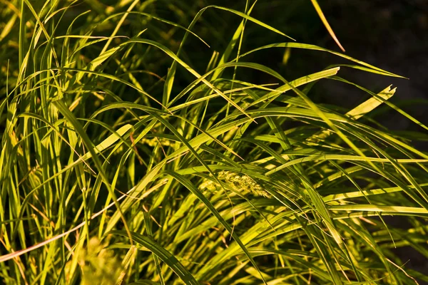 Native-grasses — Zdjęcie stockowe