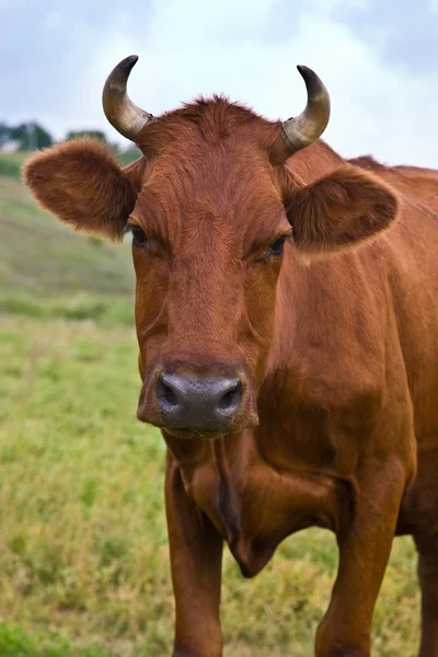 Корова Ліцензійні Стокові Фото