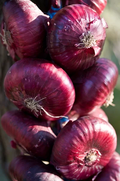 Onion Stock Image