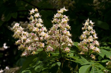 Horse chestnut clipart