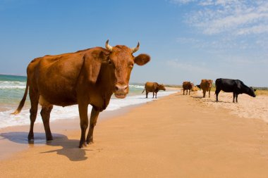 Sunbathing cow clipart