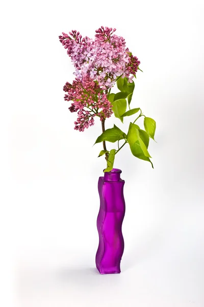 Lilás roxo — Fotografia de Stock