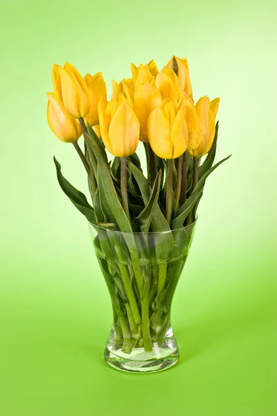 Tulipa amarela — Fotografia de Stock