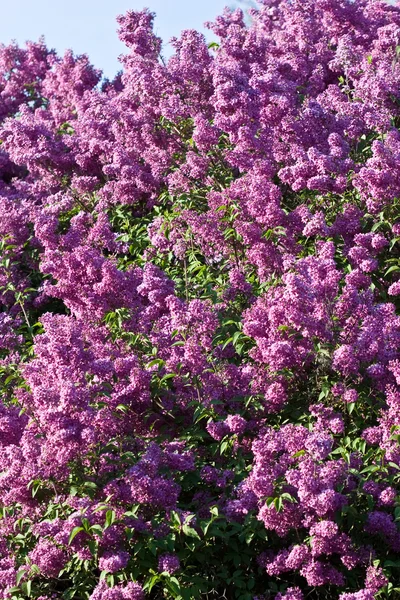 紫丁香 — 图库照片