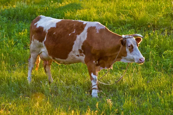 Αγελάδα — Φωτογραφία Αρχείου
