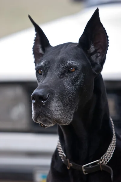 Cão preto Imagem De Stock