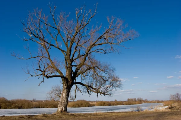 Пейзаж с деревом Стоковое Фото