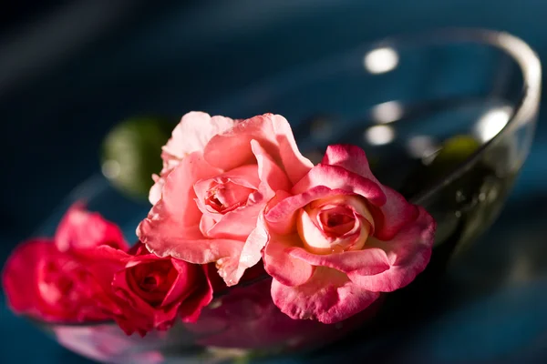 Roses de l'amour — Photo