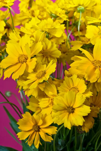 Żółte kwiaty — Zdjęcie stockowe