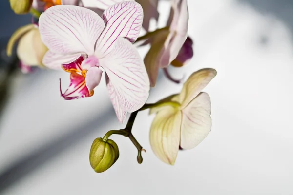 Λουλούδι ορχιδέας — Φωτογραφία Αρχείου