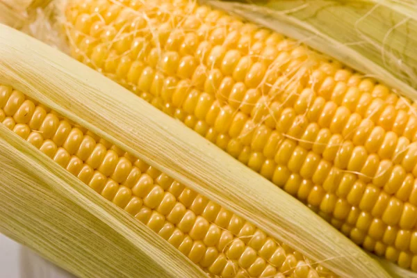 Złoty kukurydzy — Zdjęcie stockowe