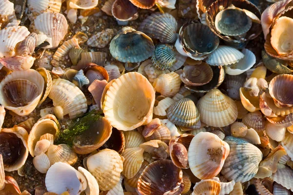 Shell mořského textura — Stock fotografie