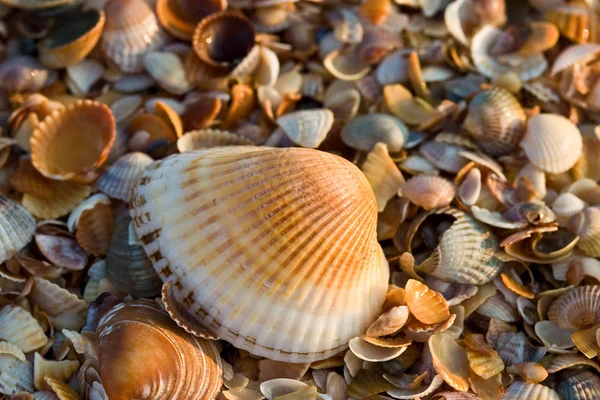 Zee-shell textuur — Stockfoto