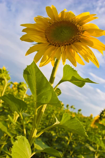 Gele zonnebloem — Stockfoto