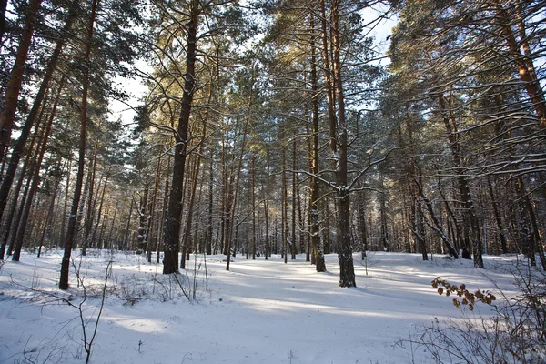 겨울 숲 — 스톡 사진
