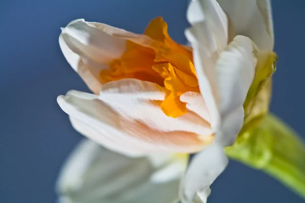 Narcissus — Stockfoto