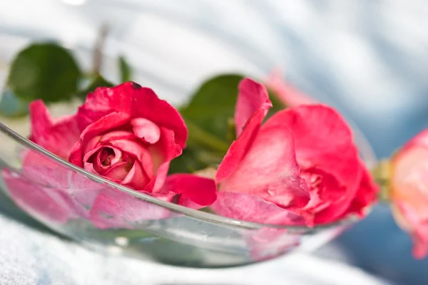 Крихкість троянд — стокове фото