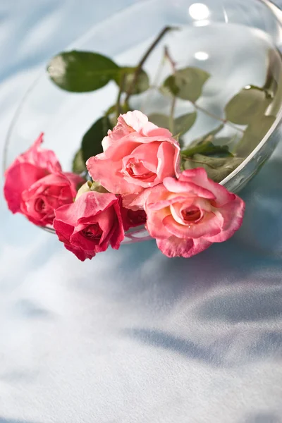 Крихкість троянд — стокове фото