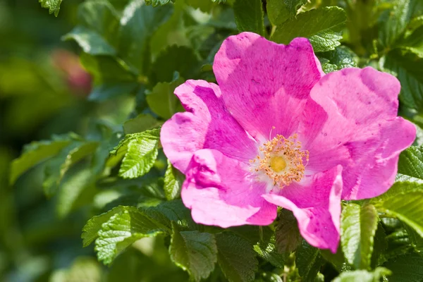 Tea-rose — Stock fotografie