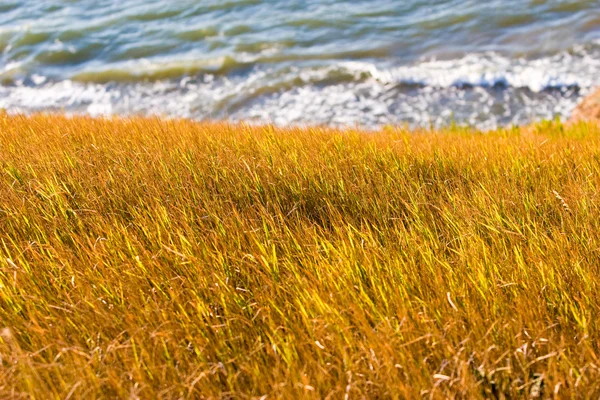 草原和海 — 图库照片