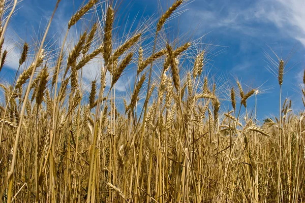 Wheat field Royalty Free Stock Images