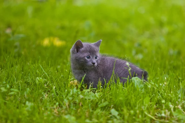 Kitten Stock Image