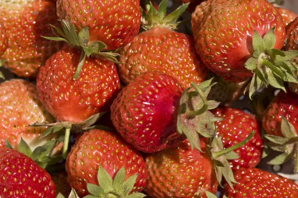 Erdbeere Stockbild