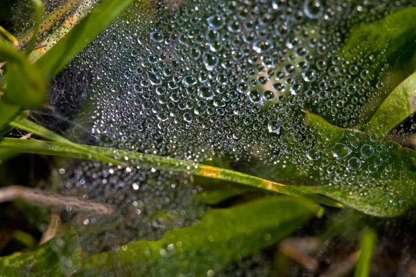 Water Dew — Stock Photo, Image