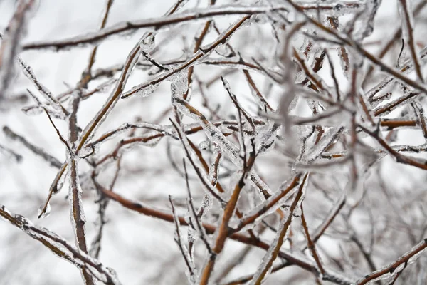 冷凍の小枝 — ストック写真